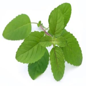 Tulsi Pata